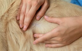 Veterinarian examining a dogs skin