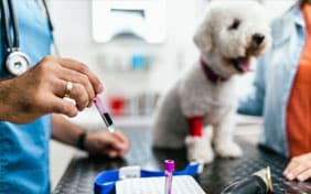 Veterinarian doing lab work for a dog with a bandage