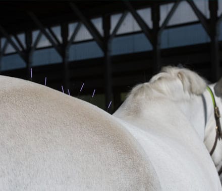 Horse getting acupuncture