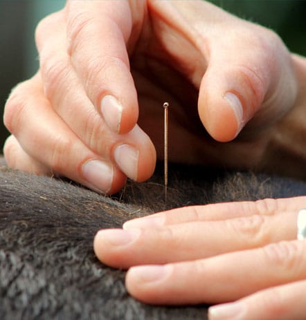 Applying an acupuncture needle to a horse