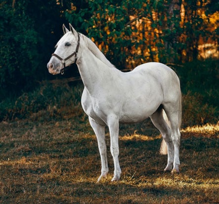 White horse standing in the grass