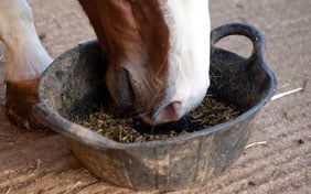 Horse eating from a bowl