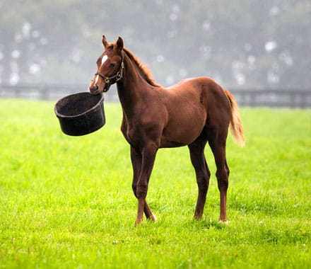 Horse carrying a food bucket
