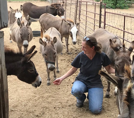 Veterinarian with group of donkeys