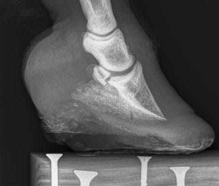 X-ray of a horse's hoof