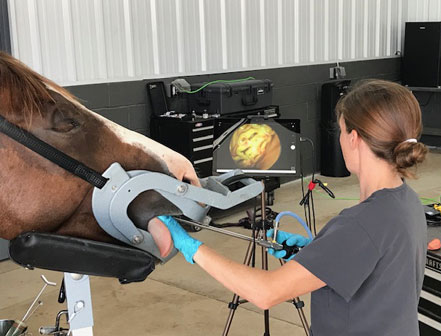 Veterinarian examining a horse's teeth