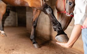 Vet examining a horse's leg