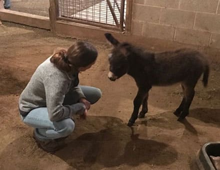 Vet with a baby donkey