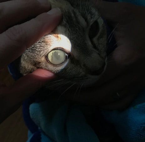 Vet examining a cat's eye