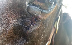 Horse with stitches