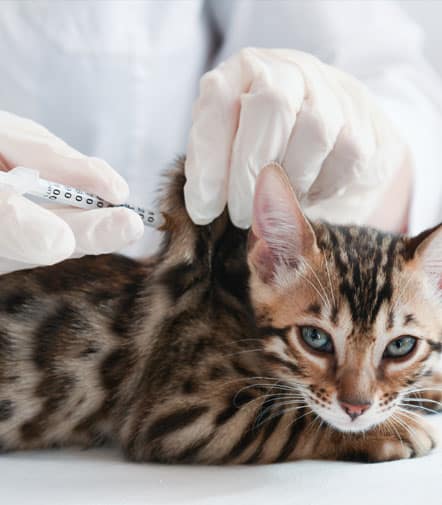 Cat getting vaccinated