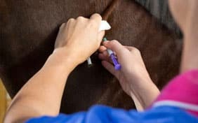 Veterinarian vaccinating a horse