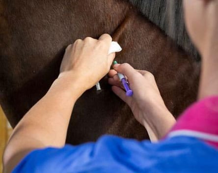 Veterinarian giving a horse a vaccine